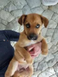 Apolo