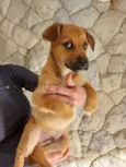 Apolo