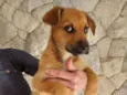 Apolo