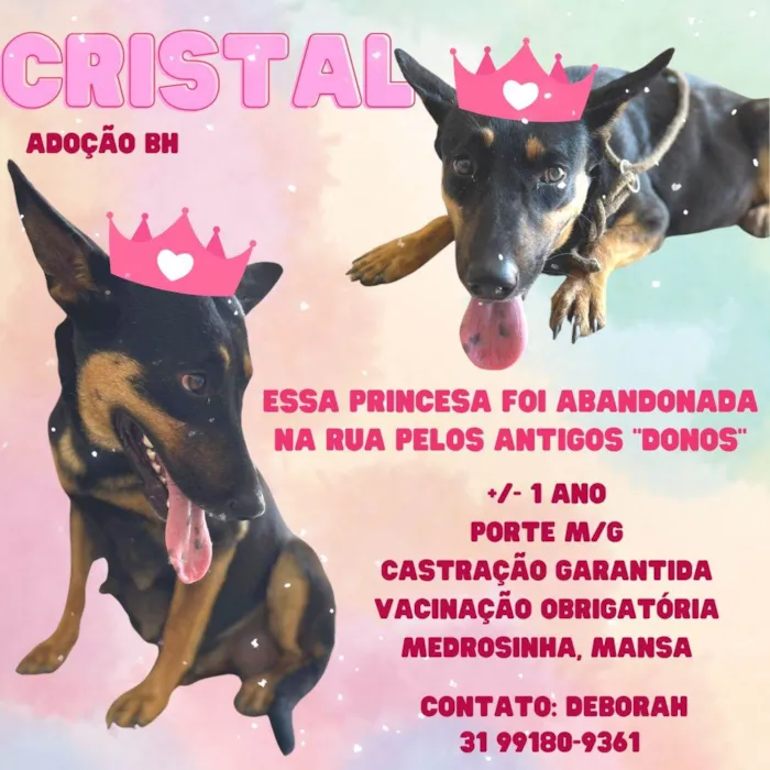 Cachorro ra a SRD idade 1 ano nome Cristal 