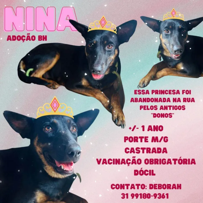 Cachorro ra a SRD idade 1 ano nome Nina