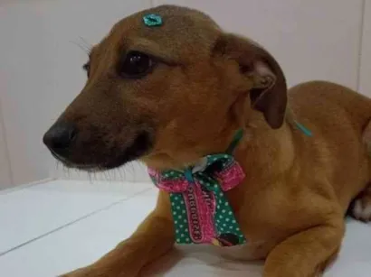 Cachorro raça Srd idade 7 a 11 meses nome Frida