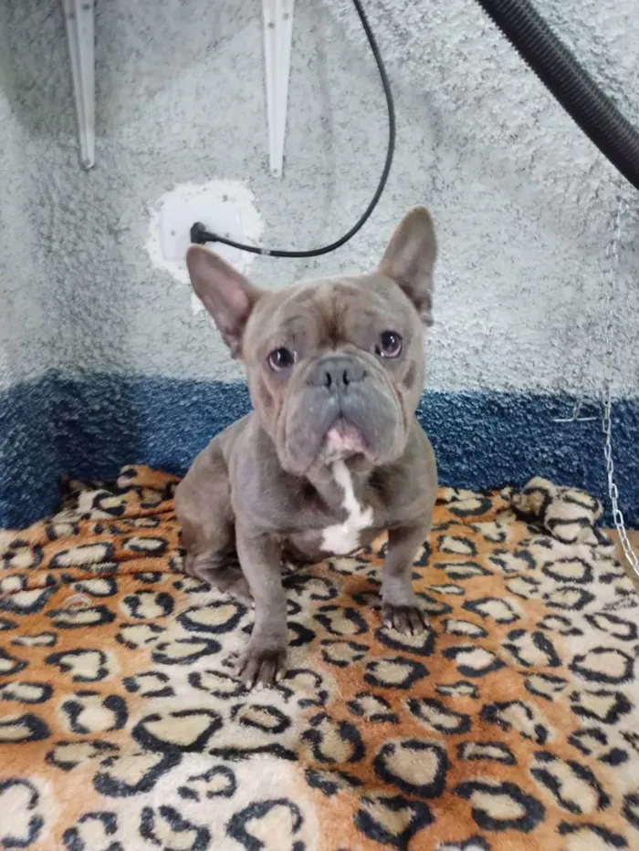Cachorro ra a Buldogue inglês  idade 1 ano nome Thor