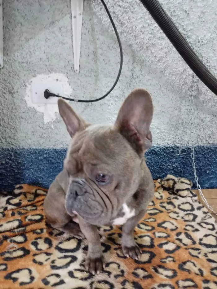 Cachorro ra a Buldogue inglês  idade 1 ano nome Thor