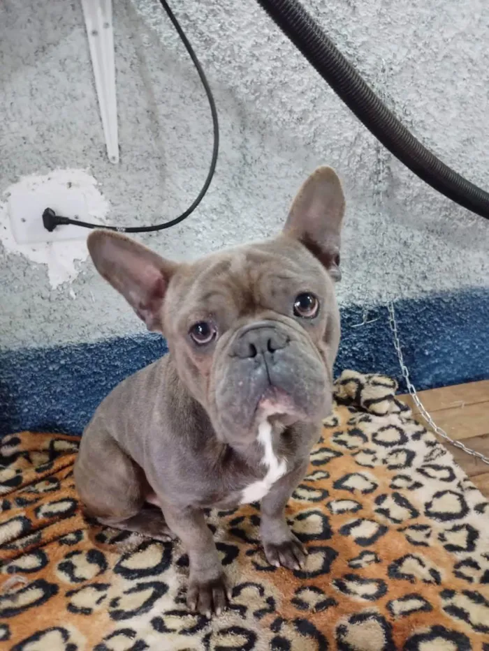 Cachorro ra a Buldogue inglês  idade 1 ano nome Thor