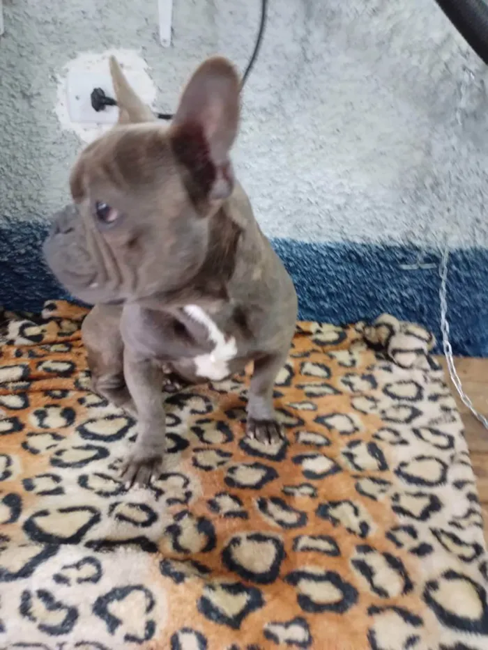 Cachorro ra a Buldogue inglês  idade 1 ano nome Thor