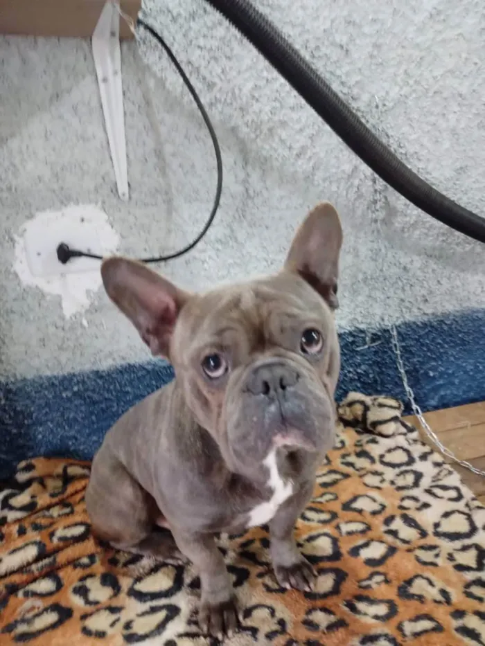 Cachorro ra a Buldogue inglês  idade 1 ano nome Thor