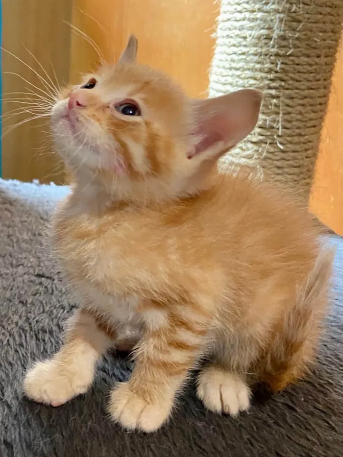 Gato ra a Srd idade Abaixo de 2 meses nome Nicolas 