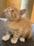 Nicolas