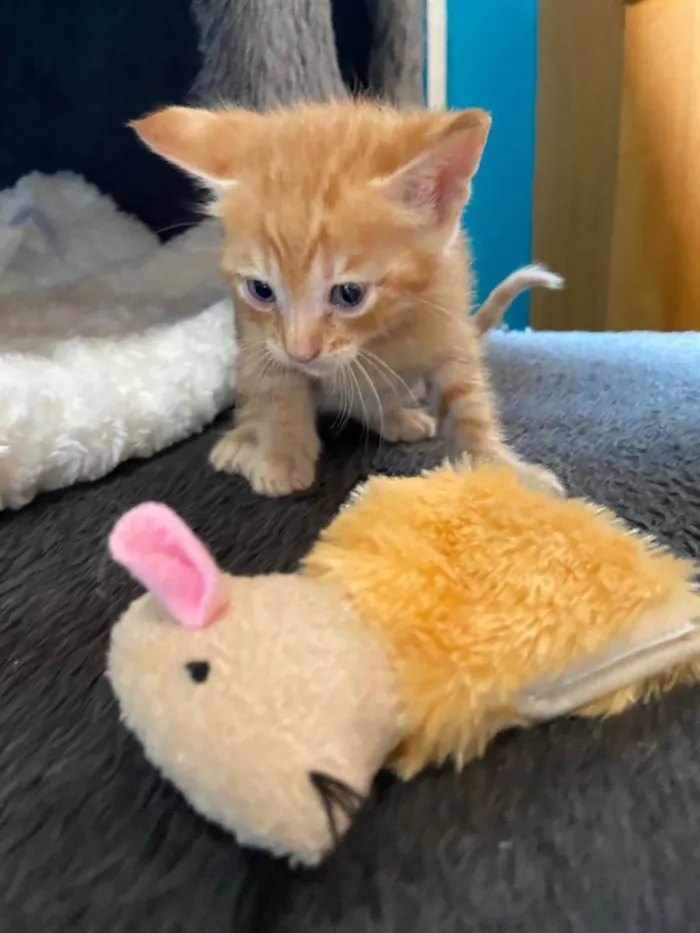 Gato ra a Srd idade Abaixo de 2 meses nome Nicolas 