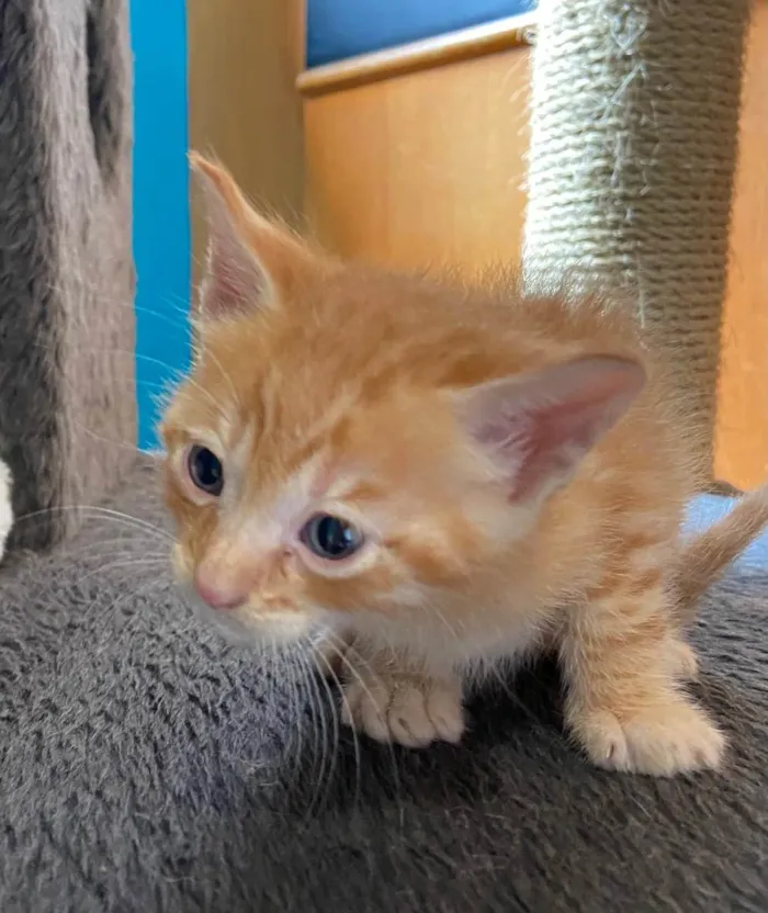 Gato ra a Srd idade Abaixo de 2 meses nome Nicolas 