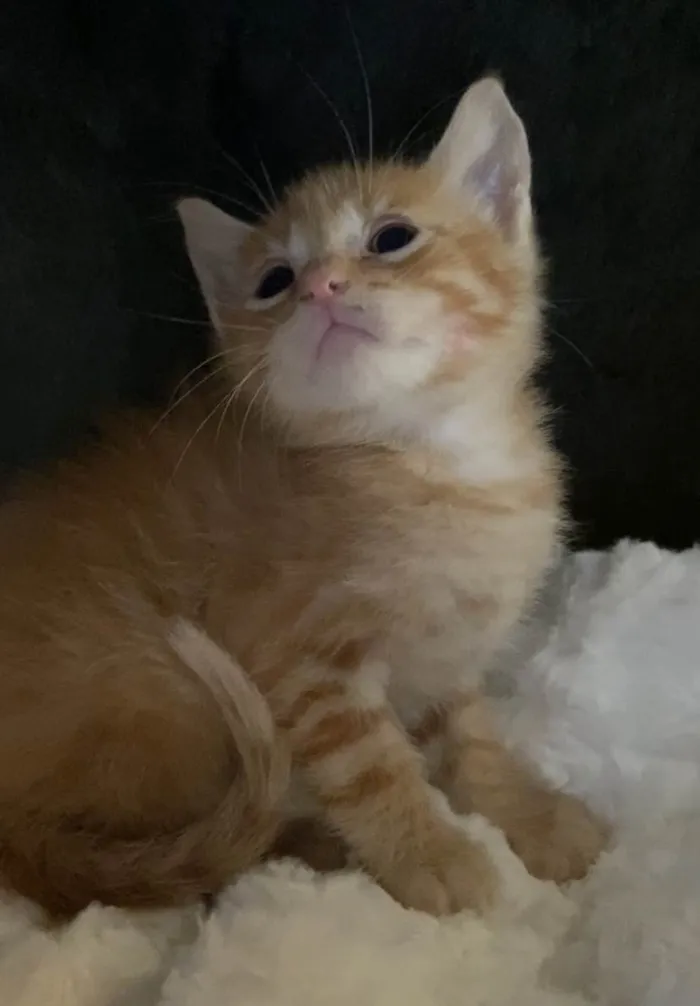 Gato ra a Srd idade Abaixo de 2 meses nome Nicolas 