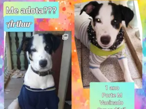 Cachorro raça SRD idade 1 ano nome Arthur