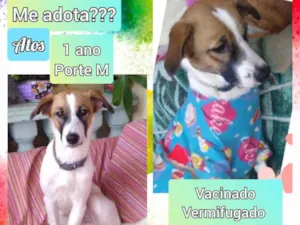 Cachorro raça SRD idade 1 ano nome Atos gabriel