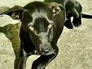 Cachorro raça  idade 2 a 6 meses nome Catita 
