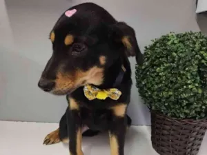 Cachorro raça SRD idade 2 a 6 meses nome Sansa 