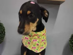 Cachorro raça SRD idade 2 a 6 meses nome Scarlett 