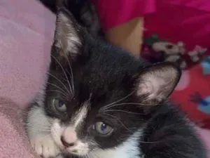 Gato raça Srd idade 2 a 6 meses nome Romeu