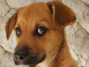 Cachorro raça Srd idade 2 a 6 meses nome Apolo