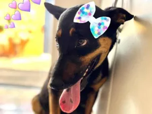 Cachorro raça SRD idade 1 ano nome Cristal 