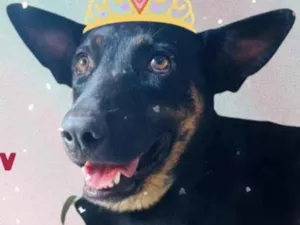 Cachorro raça SRD idade 1 ano nome Nina