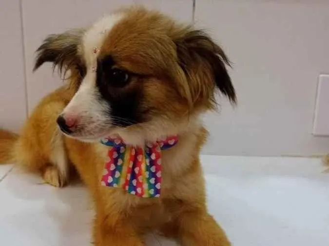 Cachorro ra a Srd idade 1 ano nome Nina