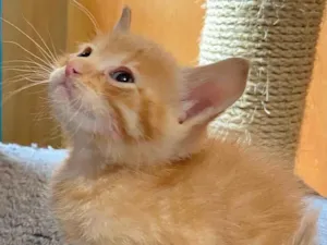 Gato raça Srd idade Abaixo de 2 meses nome Nicolas 