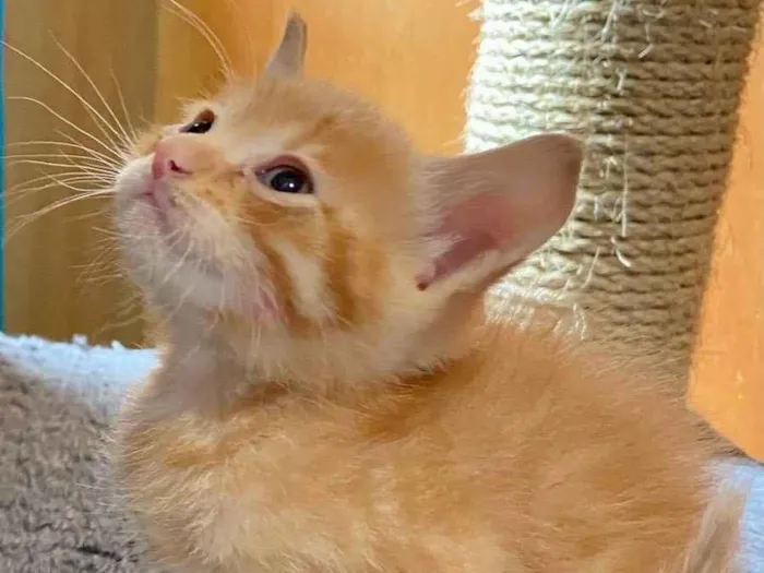 Gato ra a Srd idade Abaixo de 2 meses nome Nicolas 