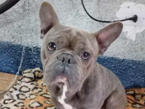Cachorro raça Buldogue inglês  idade 1 ano nome Thor
