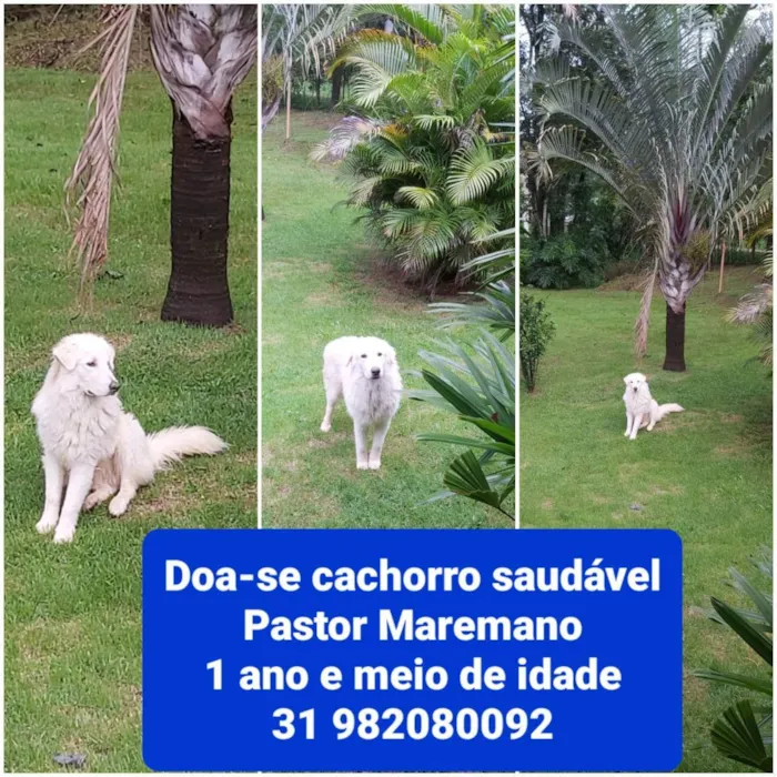 Cachorro raça Pastor Maremano  idade 1 ano nome Snow