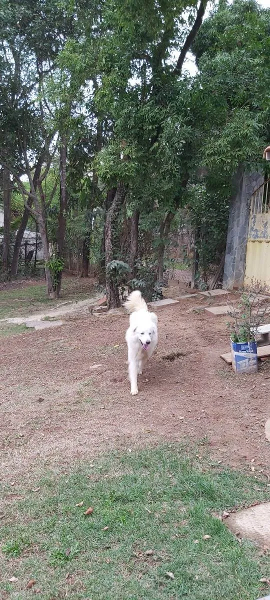 Cachorro raça Pastor Maremano  idade 1 ano nome Snow
