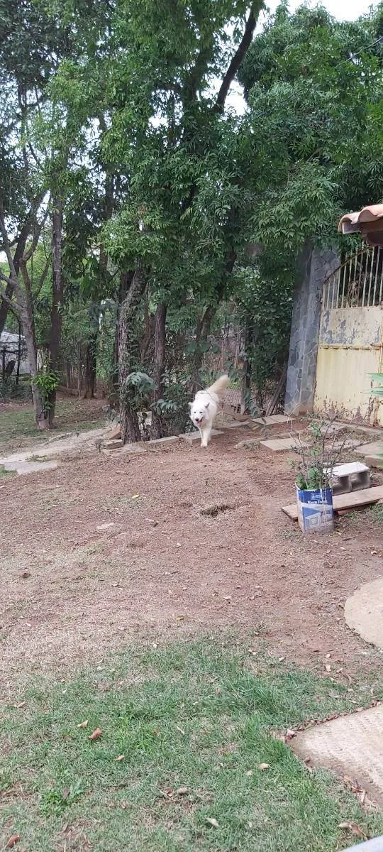 Cachorro raça Pastor Maremano  idade 1 ano nome Snow
