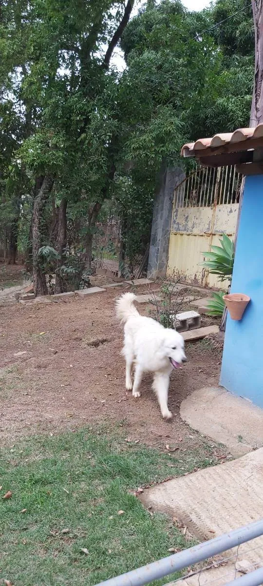 Cachorro raça Pastor Maremano  idade 1 ano nome Snow