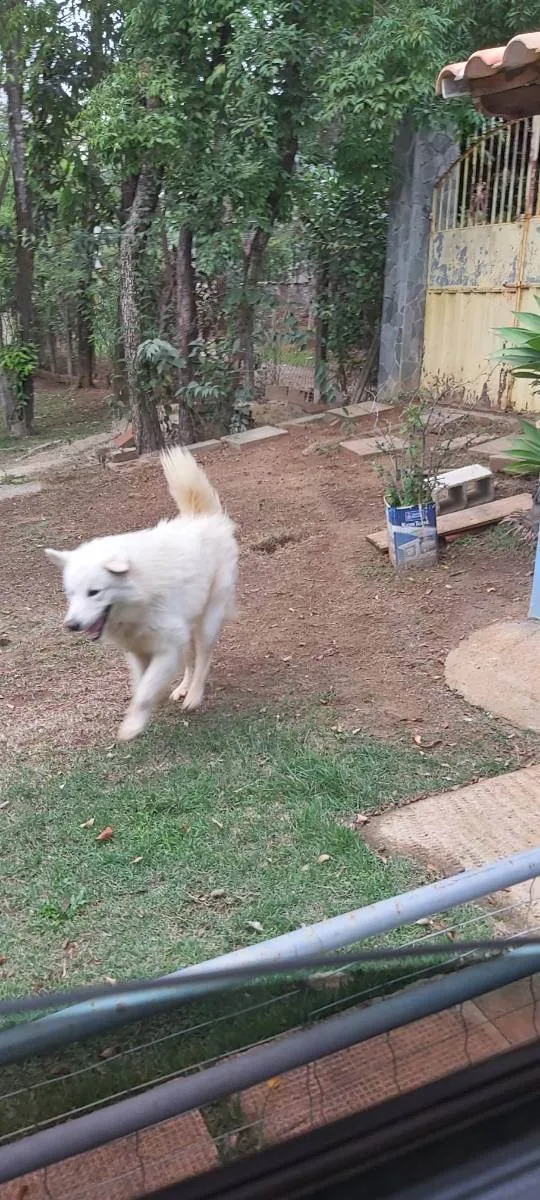 Cachorro raça Pastor Maremano  idade 1 ano nome Snow