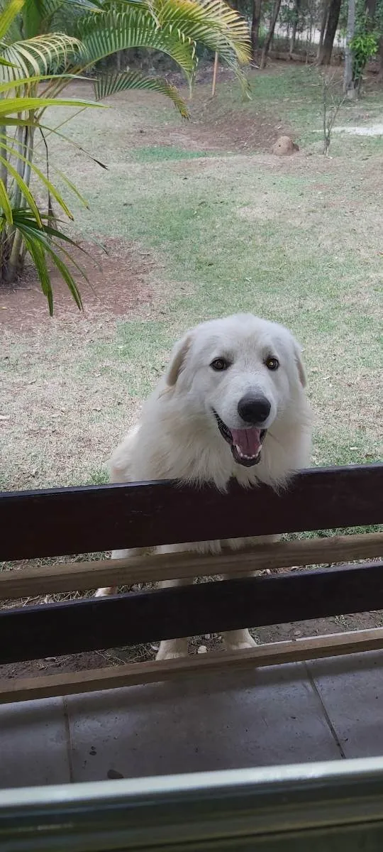 Cachorro raça Pastor Maremano  idade 1 ano nome Snow