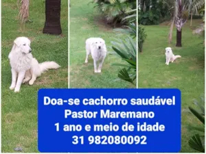 Cachorro raça Pastor Maremano  idade 1 ano nome Snow