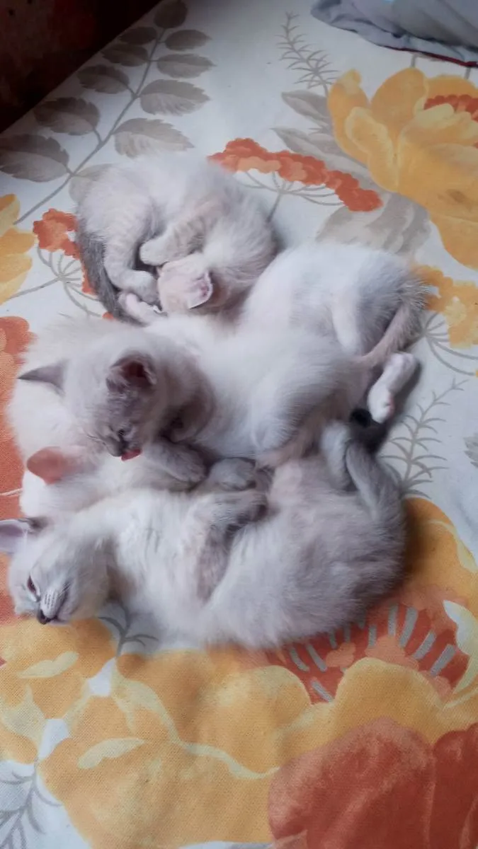Gato ra a Srd idade Abaixo de 2 meses nome Gato