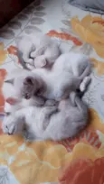 Gato