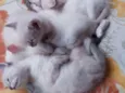 Gato