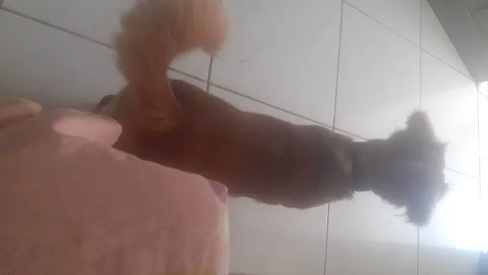 Cachorro ra a Setter irlandês idade  nome Betowen 