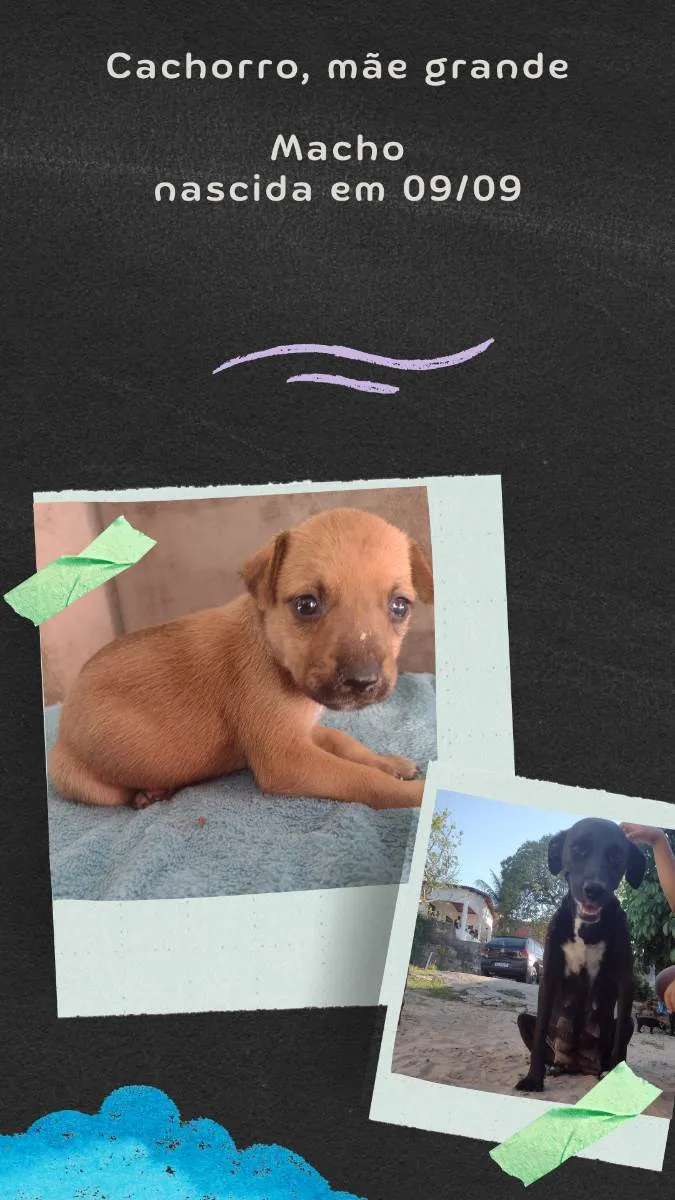 Cachorro raça Misturado  idade Abaixo de 2 meses nome Não tem 