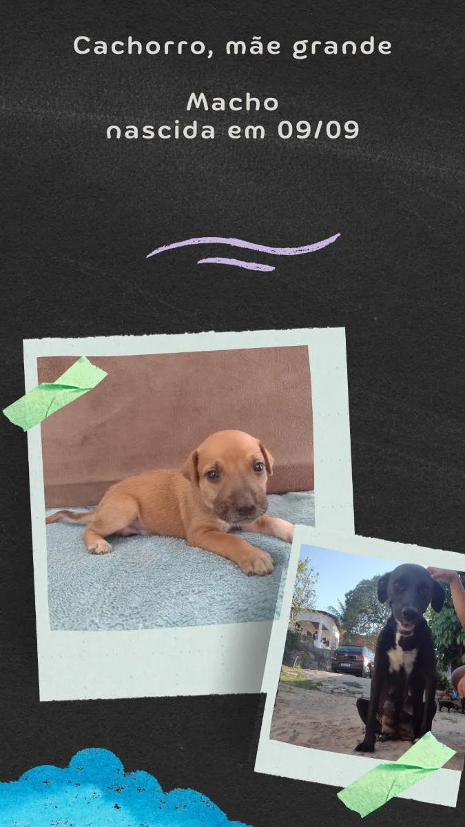 Cachorro raça Misturado  idade Abaixo de 2 meses nome Não tem 