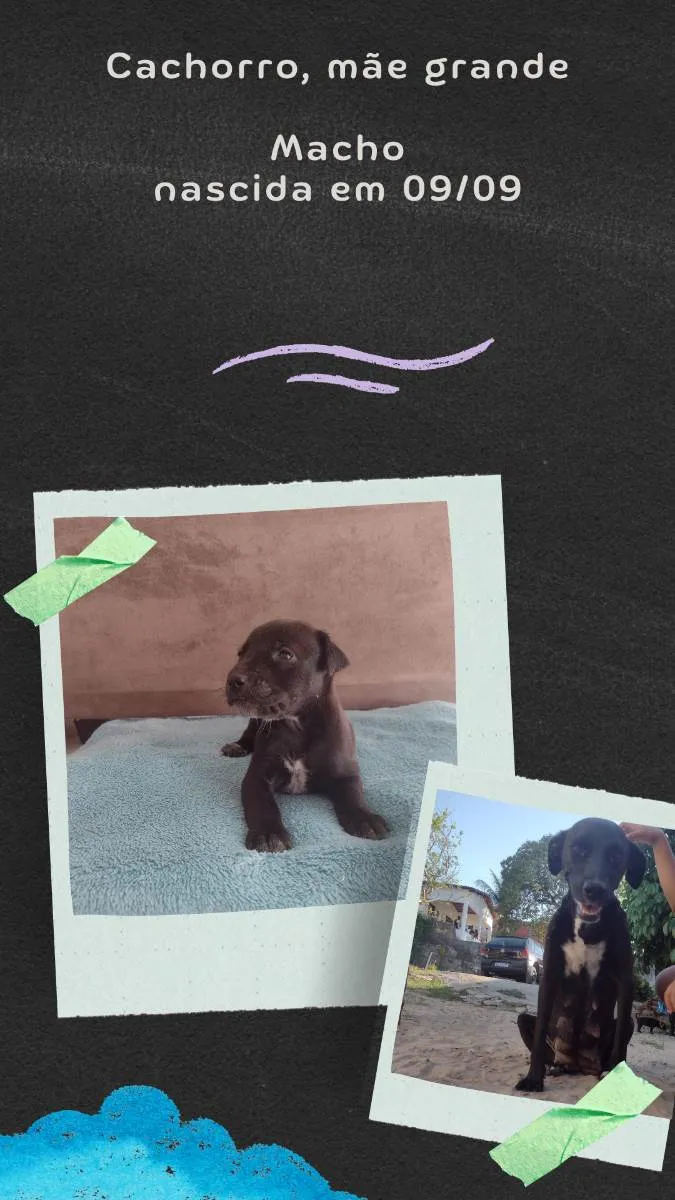 Cachorro raça Misturado  idade Abaixo de 2 meses nome Não tem 