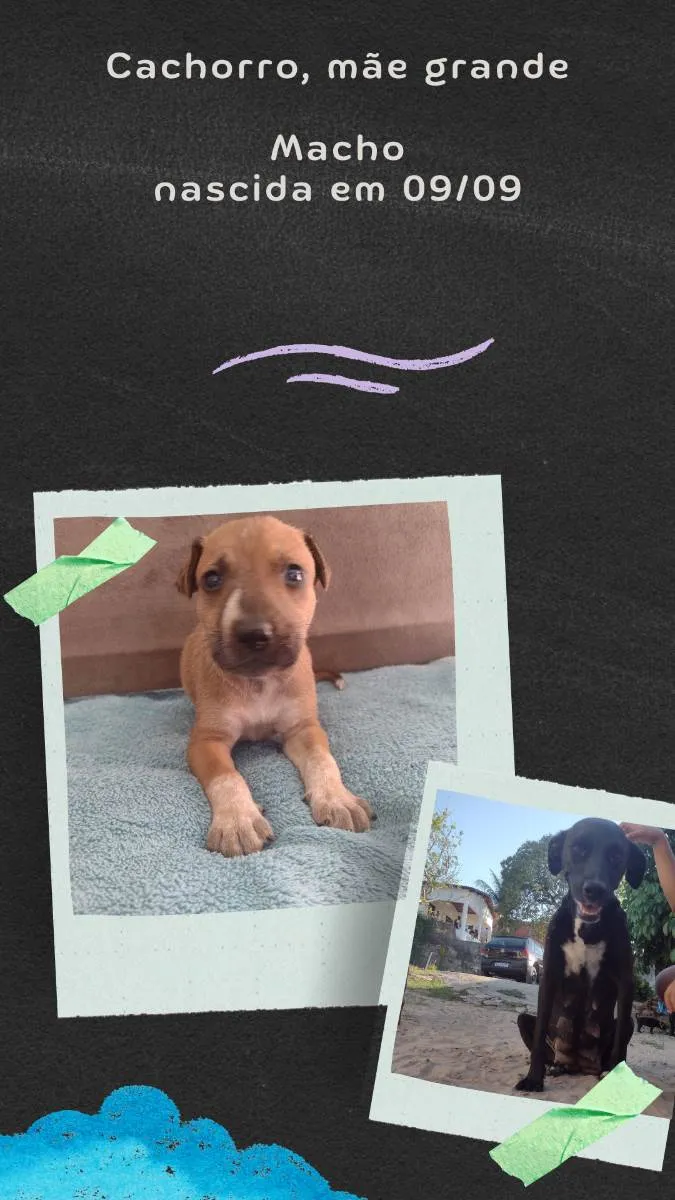 Cachorro raça Misturado  idade Abaixo de 2 meses nome Não tem 