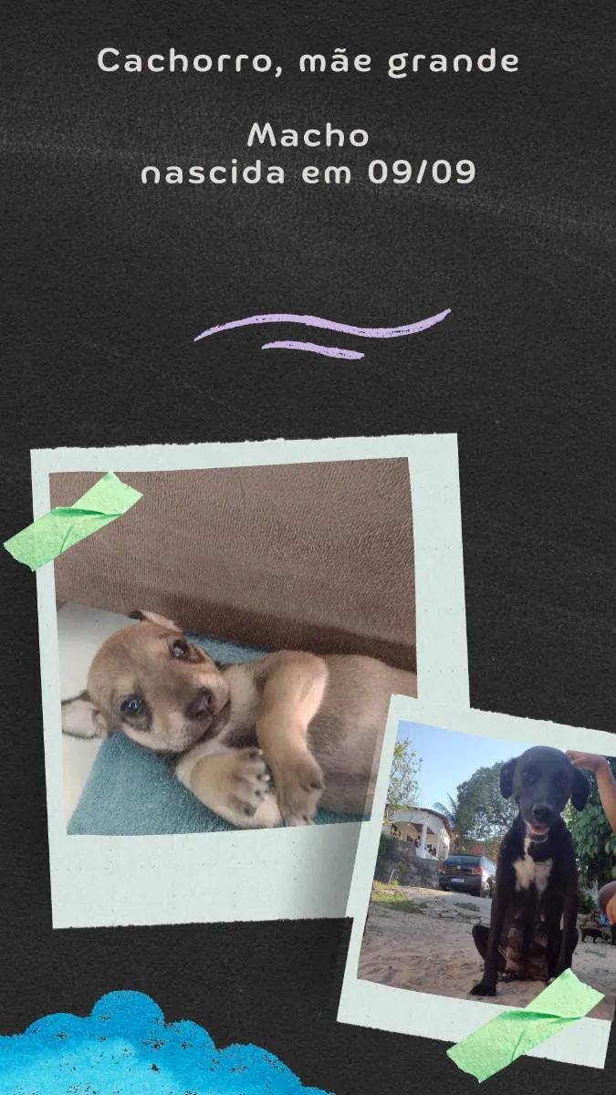 Cachorro raça Misturado  idade Abaixo de 2 meses nome Não tem 