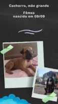 Não tem 