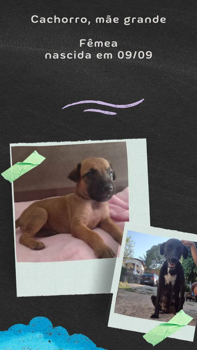 Cachorro raça Misturado  idade Abaixo de 2 meses nome Não tem 