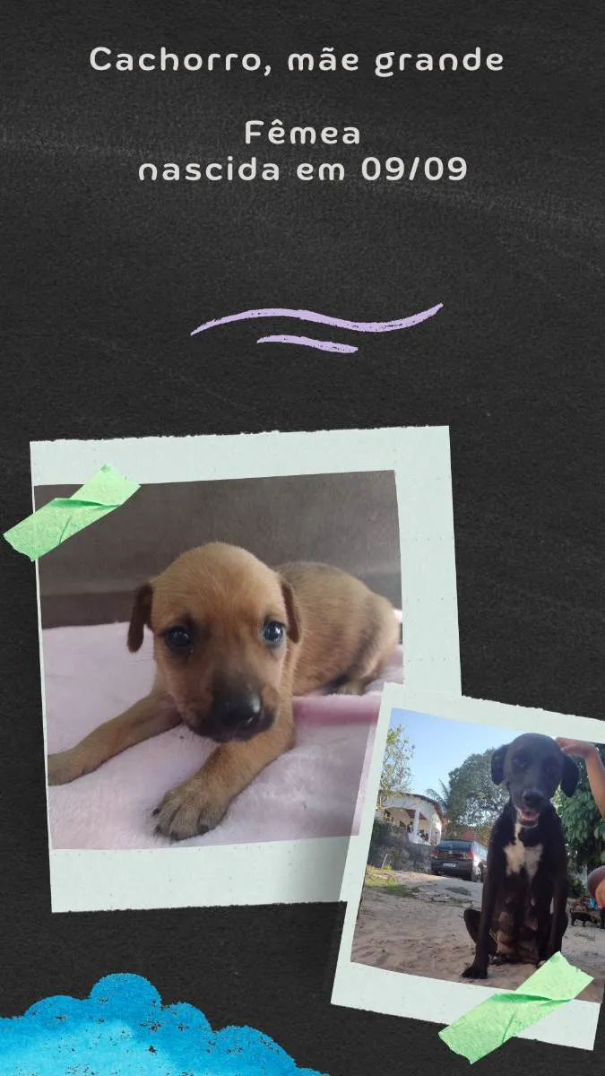 Cachorro raça Misturado  idade Abaixo de 2 meses nome Não tem 
