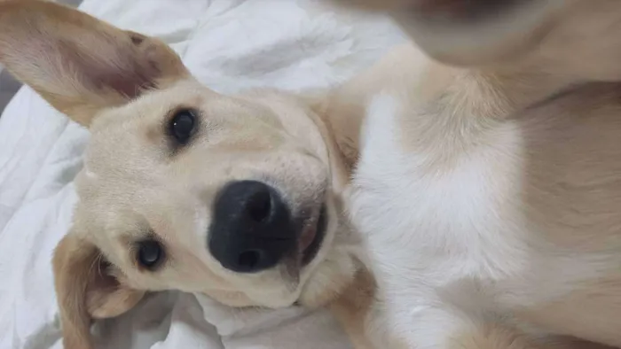 Cachorro ra a SRD idade 1 ano nome Luna