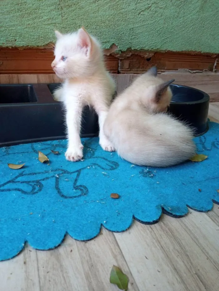 Gato ra a SRD idade 2 a 6 meses nome SEM NOME DEFINIDO 